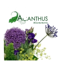 Acanthus_Bloememotie